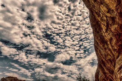 Low angle view of tree against sky