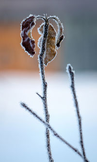 Close-up of frozen during winter