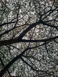 Low angle view of bare tree