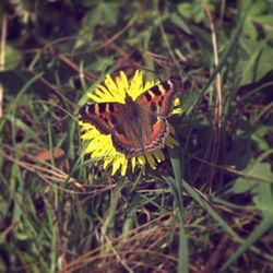 Close-up of butterfly on flower