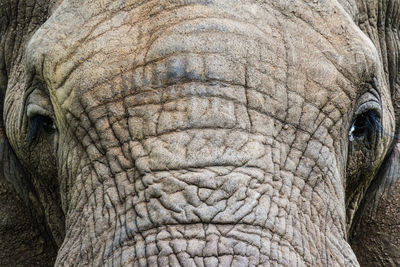 Close-up of mature elephant bull