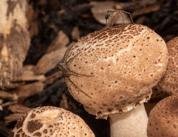 mushroom