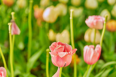 Close-up of pink tulips