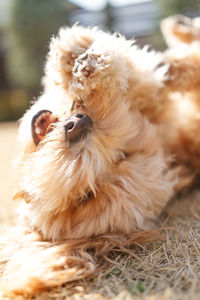 Close-up of dog relaxing