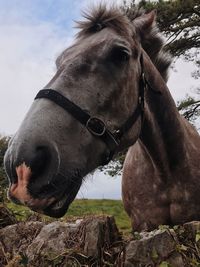 Close-up of a horse on field