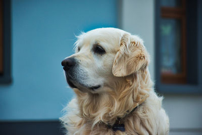 Close-up of a dog looking away