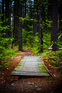 Floorboard against trees in forest