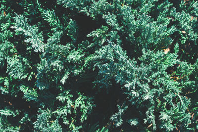 Full frame shot of plants