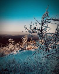 Bare tree against sky during winter