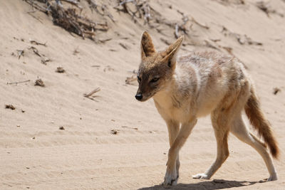 The jackal in the desert, namibia