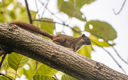 Low angle view of squirrel on tree