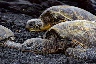 Close-up of turtle at beach