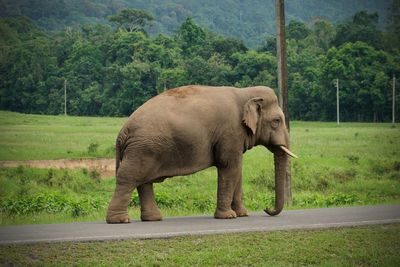 View of elephant on field