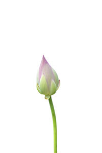 Close-up of purple flower bud against white background