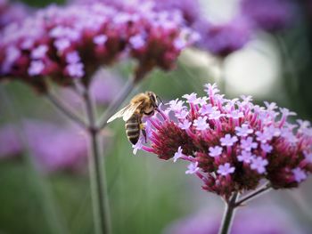 Close-up of bee pollinating on pink flower