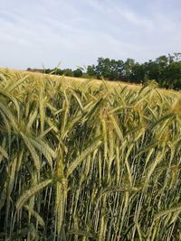 High angle view of stalks in field against sky