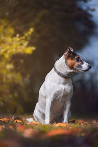 View of a dog looking away