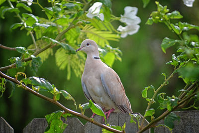 Close-up of bird perching on tree