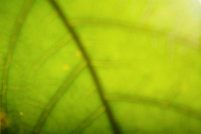 Close-up of green leaf