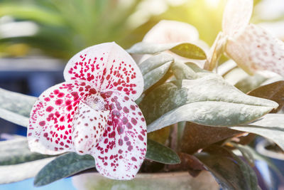 Close-up of pink flowering plant