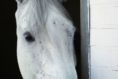 Close-up of a horse