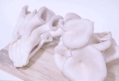 Close-up of white rose on table