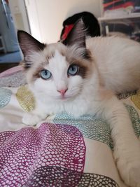 Close-up portrait of cat relaxing at home