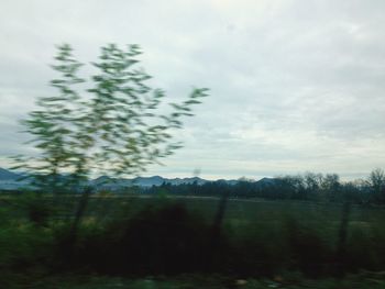 Trees on field against cloudy sky