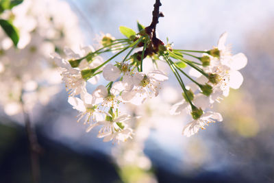 Close-up of white cherry blossoms in spring