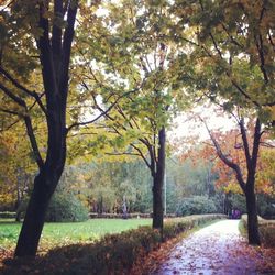 Trees in park