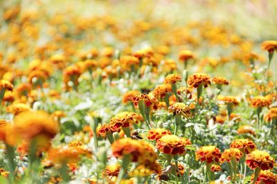 Close-up of yellow flower blooming in field
