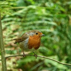 Close-up of bird perching outdoors