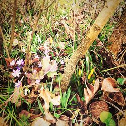 Leaves on grassy field