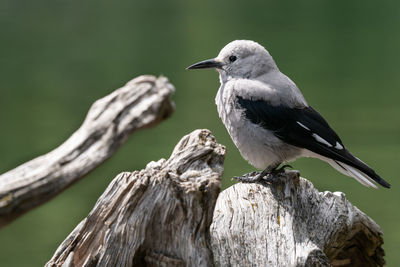 Close-up of bird perching on branch