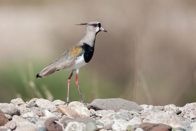 Close-up of bird perching on rock