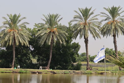 Palm trees by lake against sky