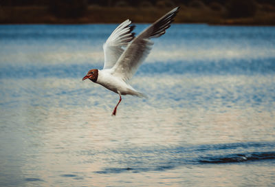 Bird flying over sea