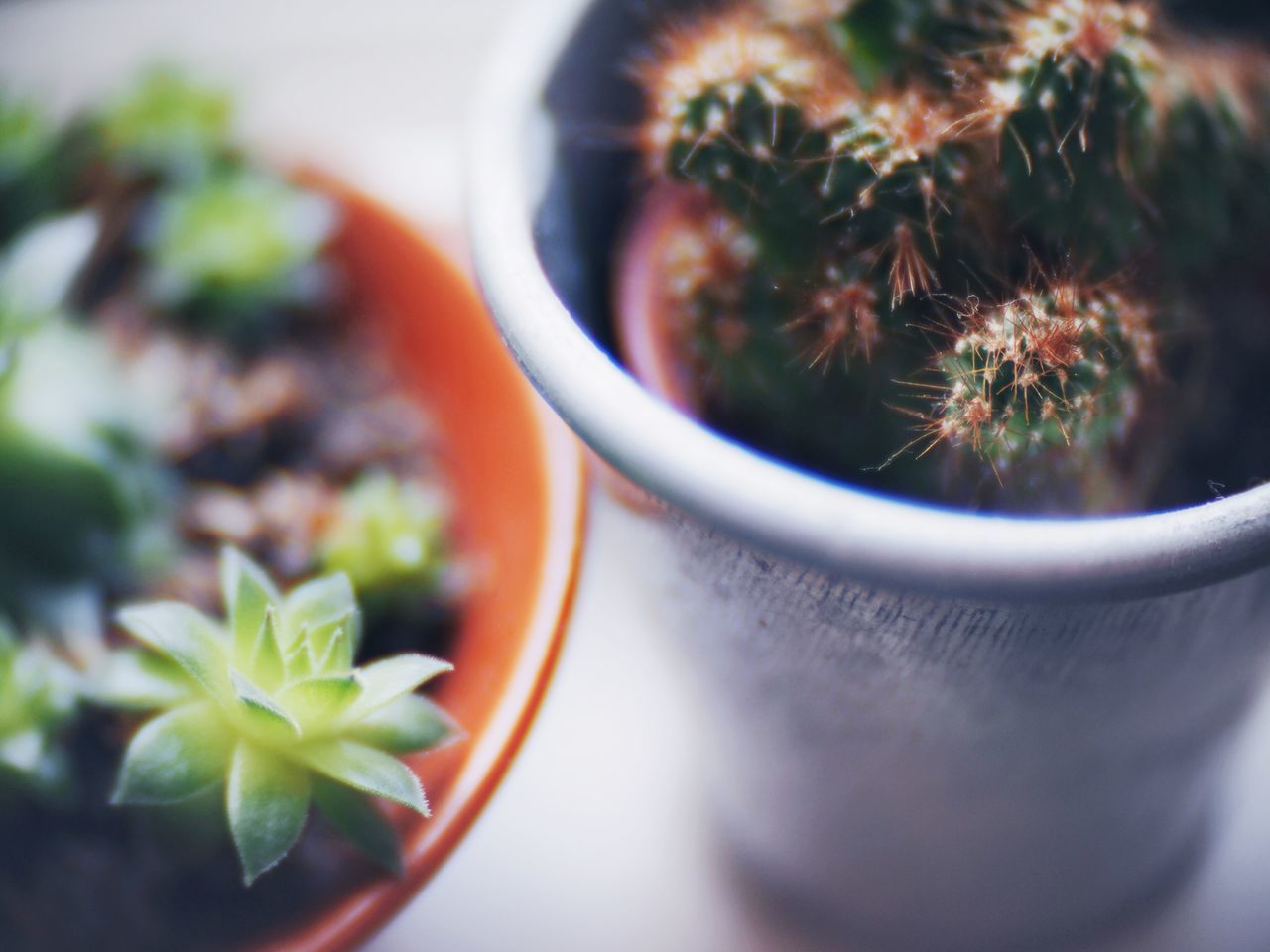 Succulent Plants