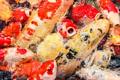 Close-up of koi fish in water