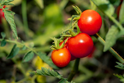 Close-up of tomatoes on plant