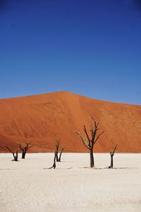 Bare trees at desert against clear blue sky