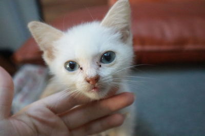 White kitten