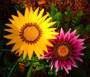 Close-up of yellow flowers blooming on field