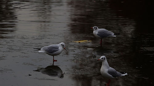 Seagulls on lake