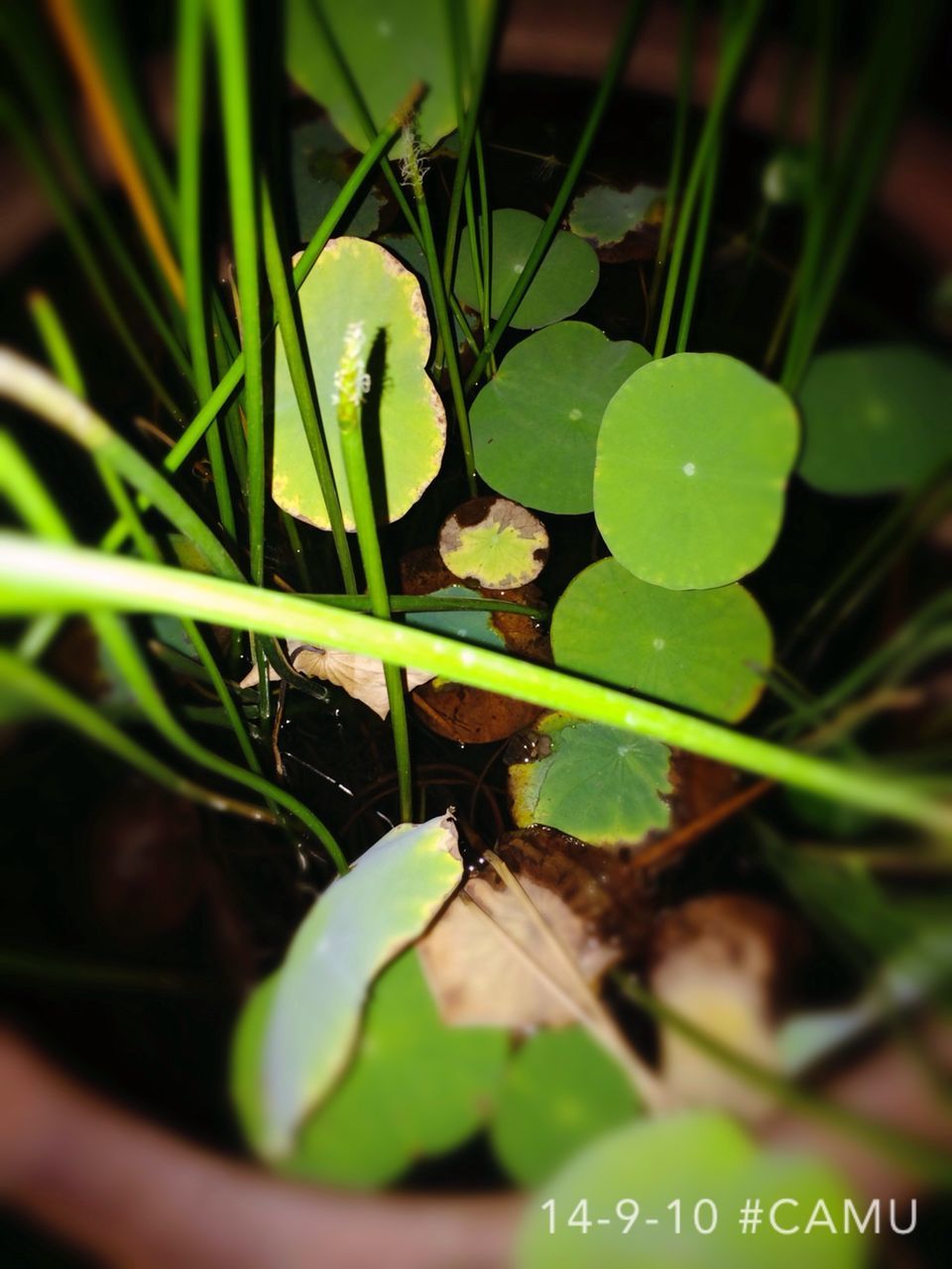 leaf, plant, green color, growth, close-up, selective focus, focus on foreground, nature, freshness, stem, growing, no people, outdoors, day, beauty in nature, green, beginnings, potted plant, new life, water