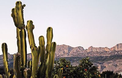 Low angle view of cactus against sky