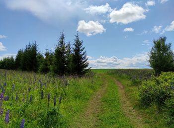 Road among a green field with trees on a sunny day