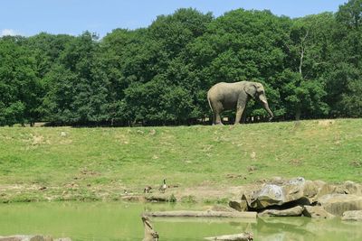 View of elephant in lake