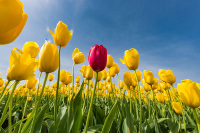 Close-up of yellow tulips on field against sky