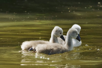 Young swan swimming in lake